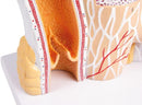 Artery & Vein Model Anatomy Model