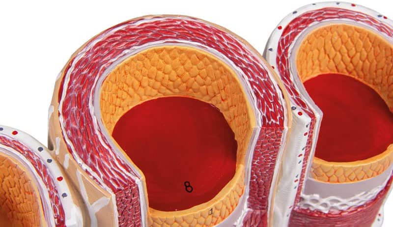 Artery & Vein Model Anatomy Model