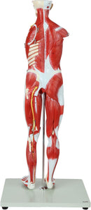 Full Human Anatomy Model