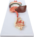 Digestive System Anatomy Model