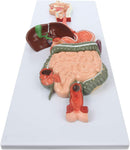 Digestive System Anatomy Model