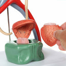 Male Urinary System Demonstrating 19 Numbered parts for Anatomy