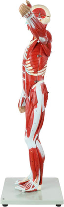Full Human Anatomy Model
