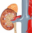 Male Urinary System Demonstrating 19 Numbered parts for Anatomy