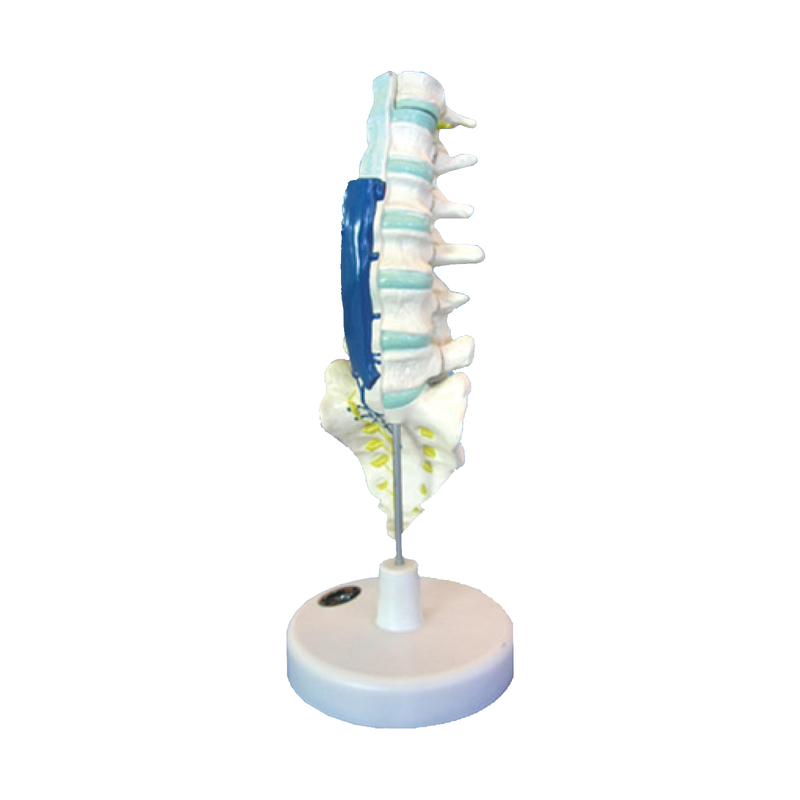 Lumbar Vertical Column Model