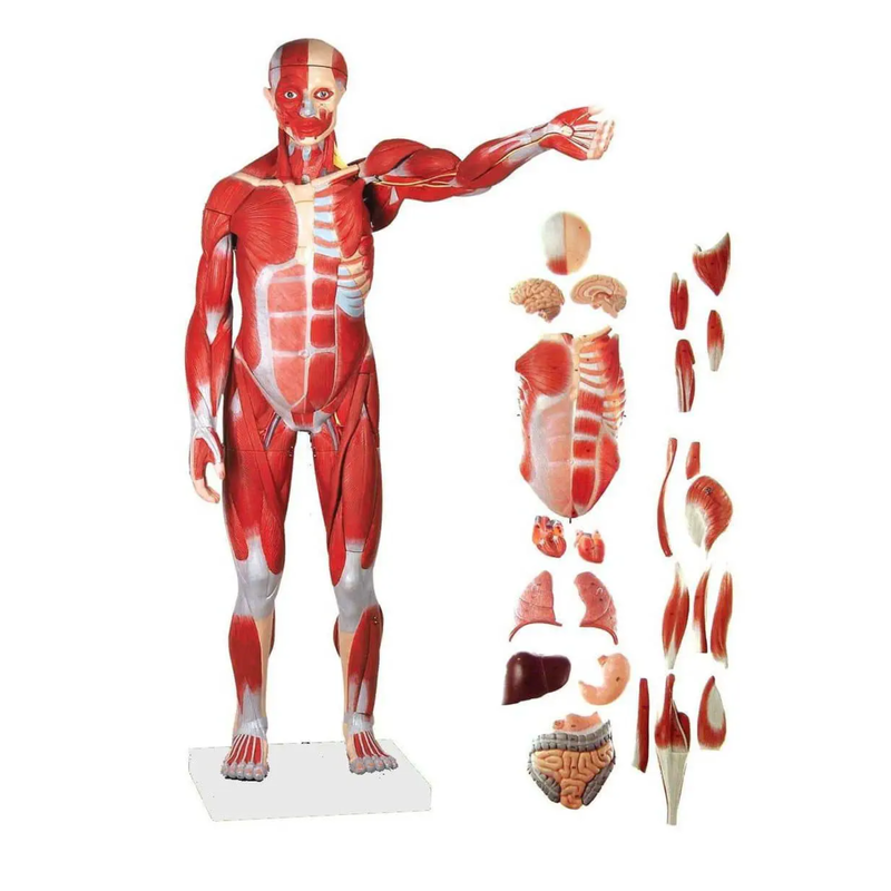 Model of Muscles in Whole Human Body