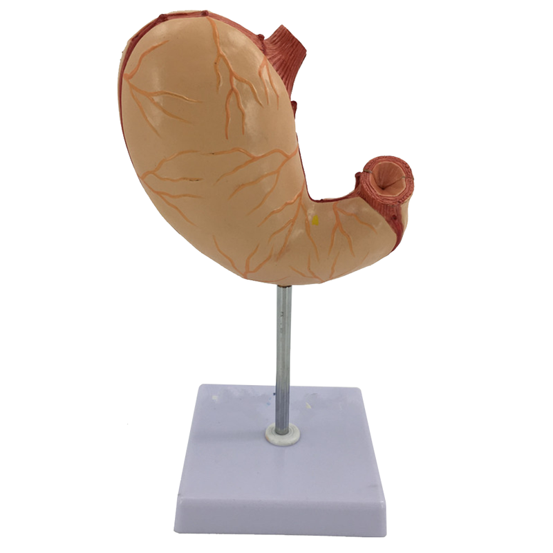 Model of Stomach Dissection