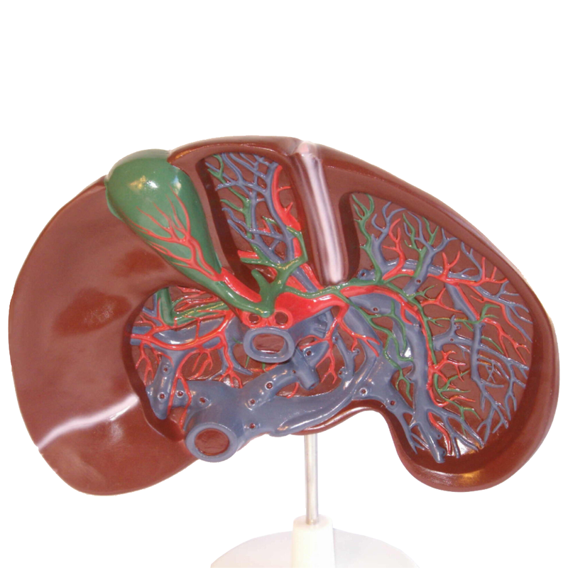 Anatomy Model of Liver Dissection
