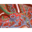 Anatomy Model of Liver Dissection