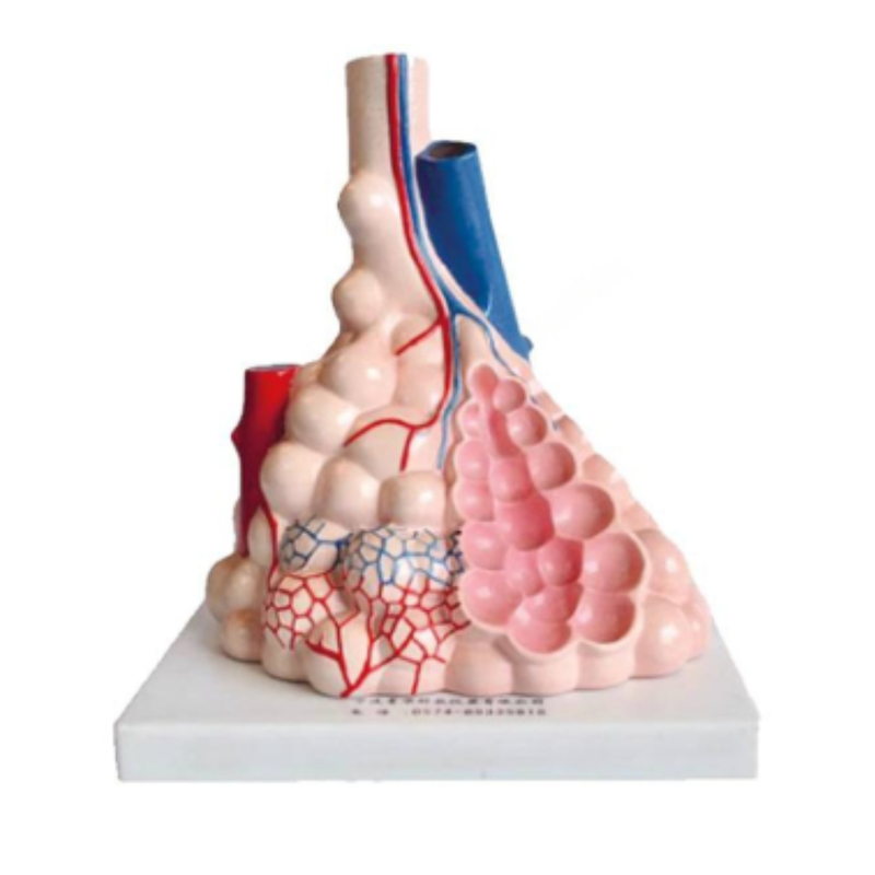 Human Pulmonary Alveoli Anatomy Model