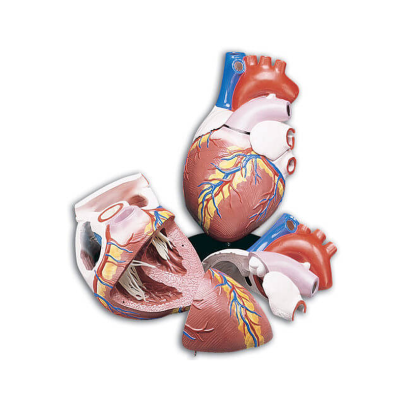 Expansion Model of Heart Dissection