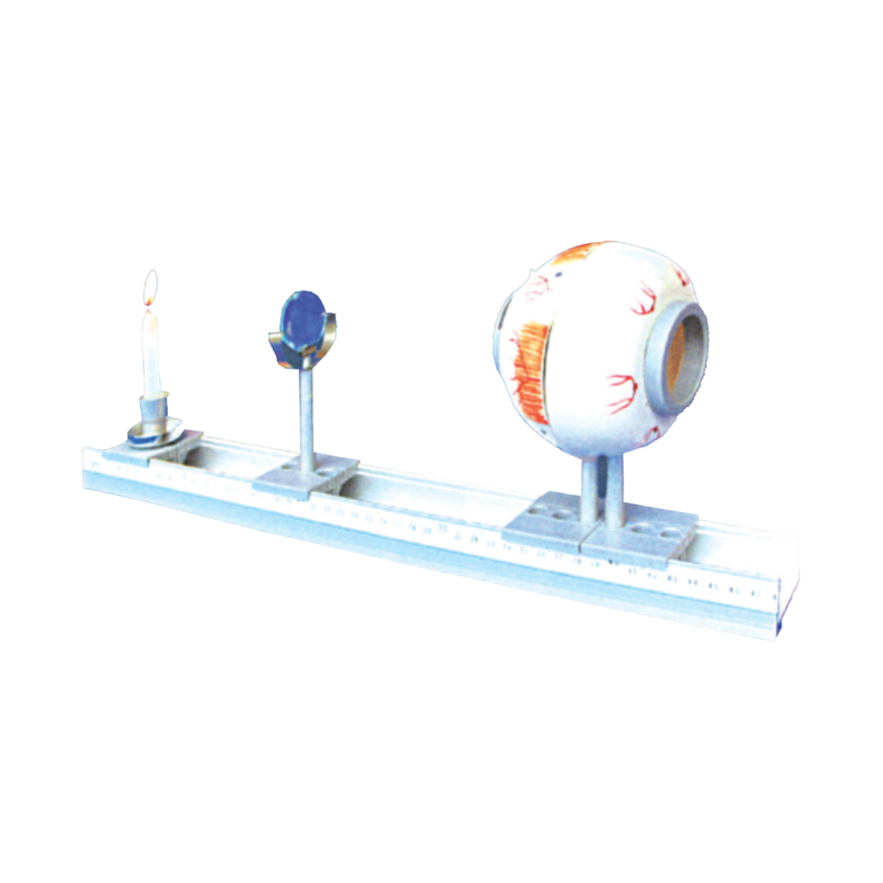 Functional Eye Model Functional Eye Model, with Changeable Lens