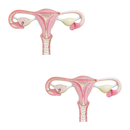 Model of Human Fygdte, Clearage & Development