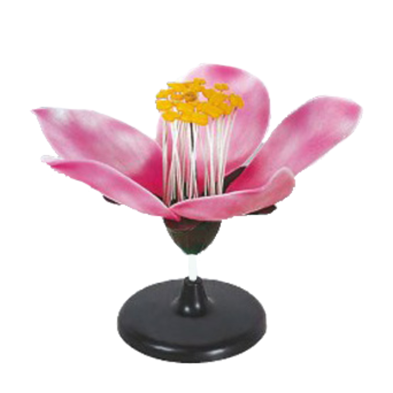 Typical Flower Model (Peach Blossom)