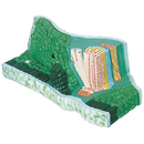 Leaf Structure Anatomical Model