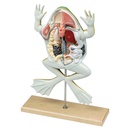 Frog Dissected Model