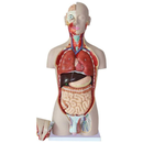 Anatomy Set Human Torso Model