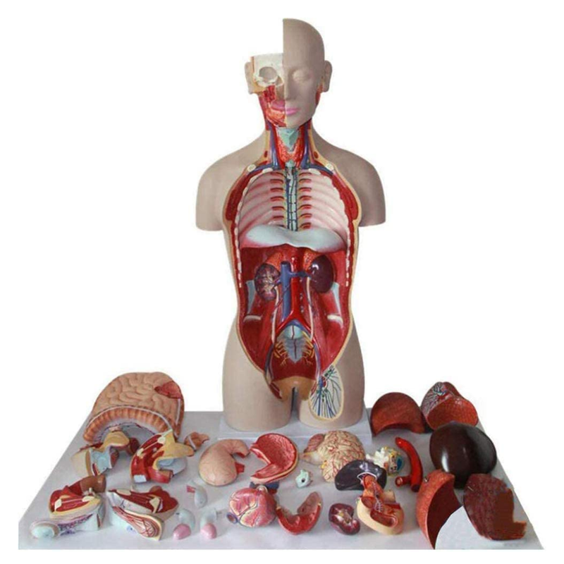 Anatomy Set Human Torso Model