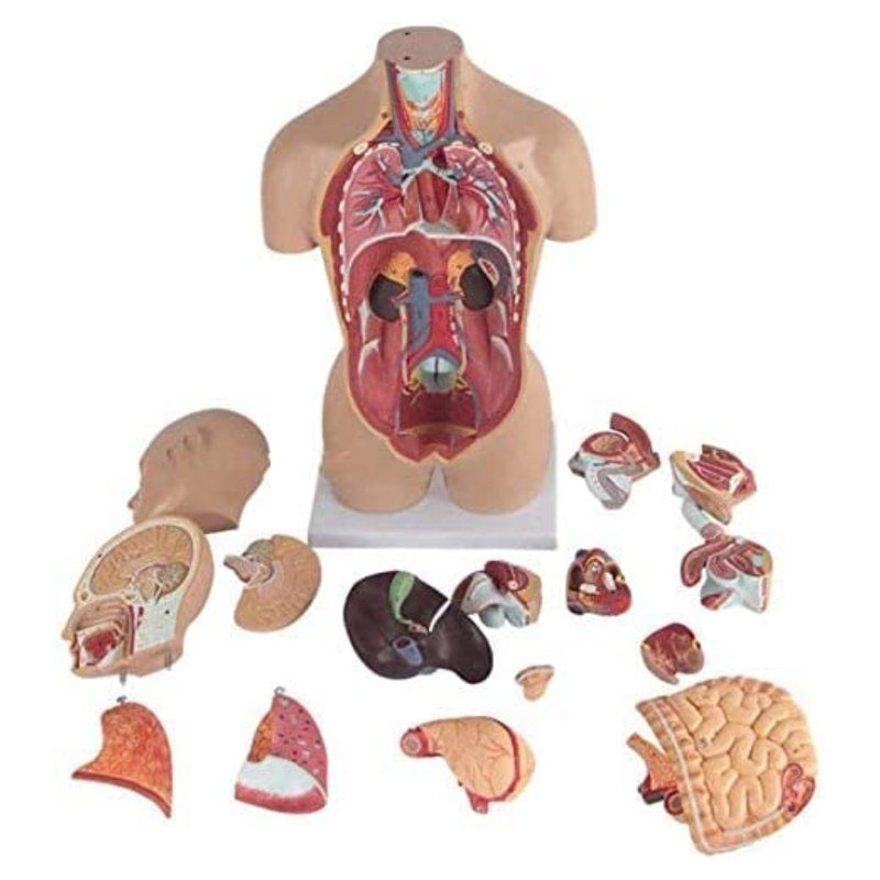 Anatomy Set Human Torso Model