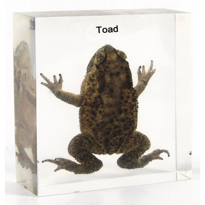 Toad Specimen in Acrylic Block