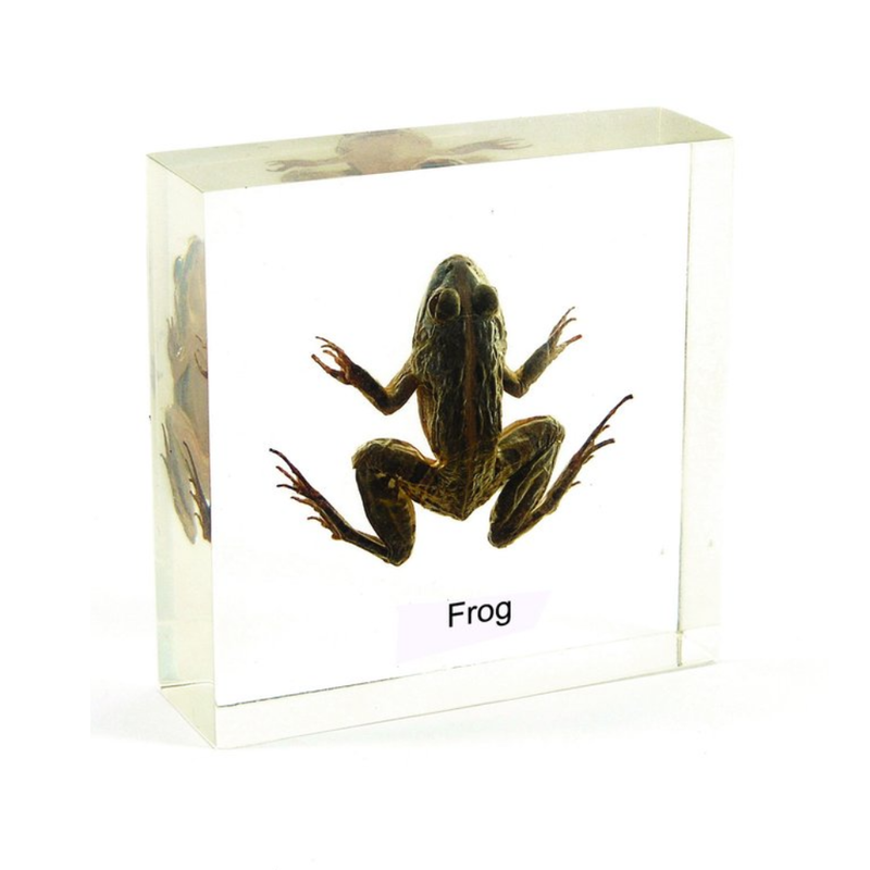 Specimen of Frog in Acrylic Block