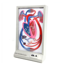 Electric Cardiac Beat and Blood Circulation Diagram Model
