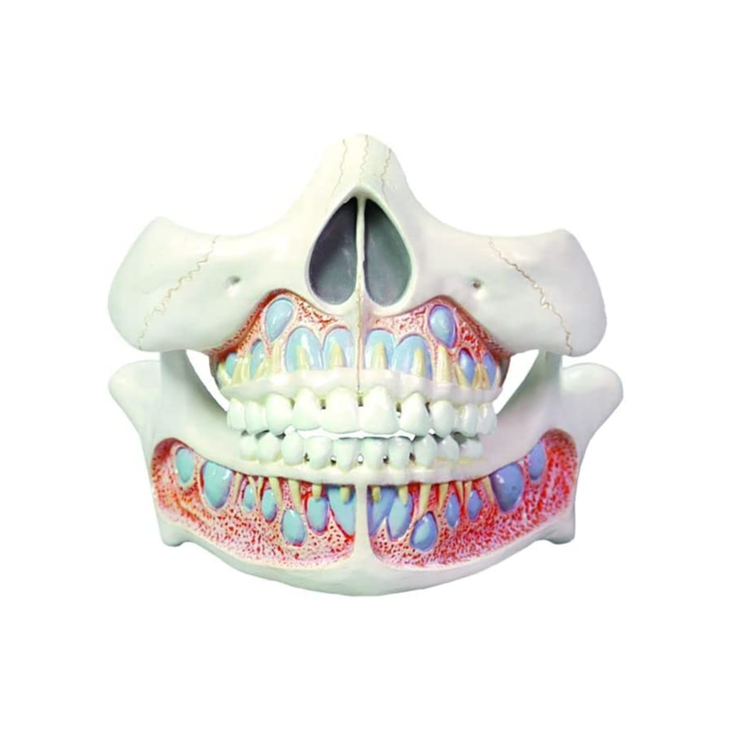 Human Child Deciduous Teeth Model