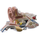 5x Human Ear Anatomy Model