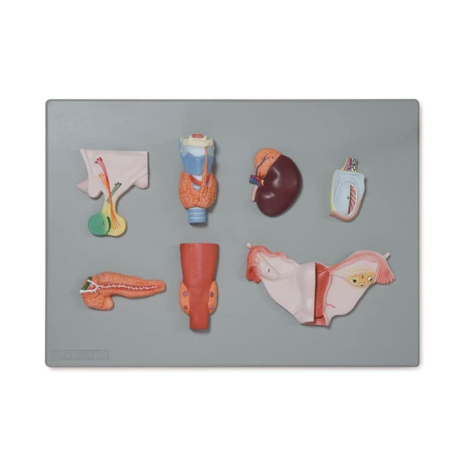 Endocrine System Model Using Garbage Human Organs of the Endocrine System Model