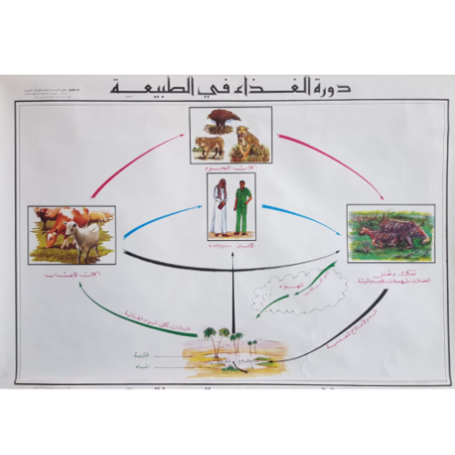 Food Chain Chart Biology Diagrams