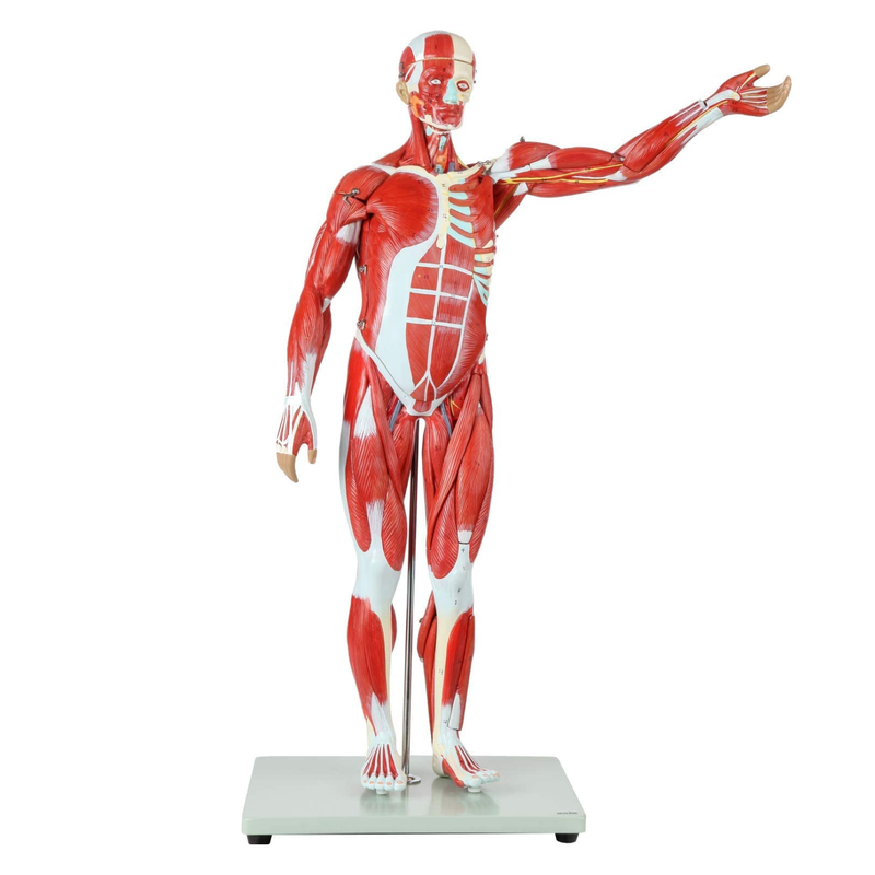 Full Human Anatomy Model