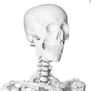 175cm Full Life Size Skeleton Anatomy Model
