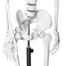 175cm Full Life Size Skeleton Anatomy Model
