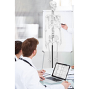 175cm Full Life Size Skeleton Anatomy Model