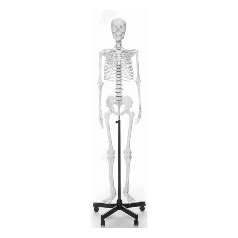 175cm Full Life Size Skeleton Anatomy Model