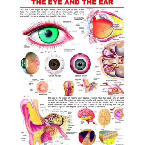 Hearing & Vision Sense Chart