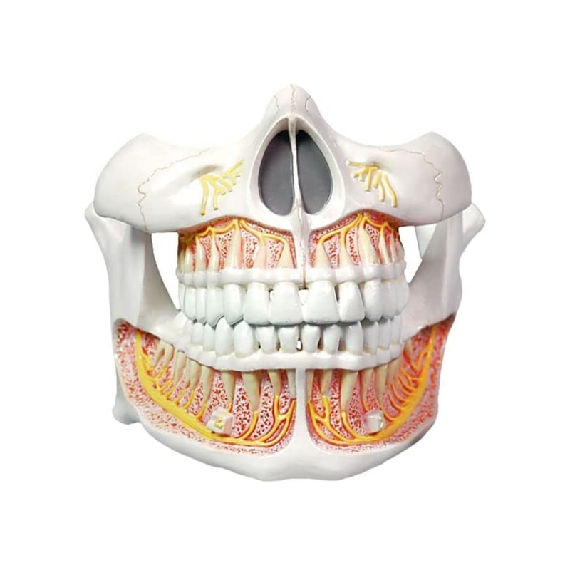 Human Adult Permanent Teeth Model