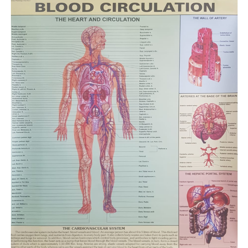 Human Blood Circulation System Chart