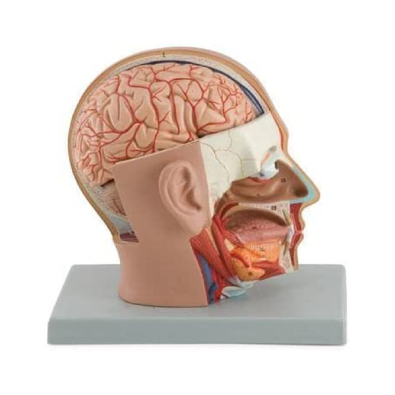Human Head Dissection Model Display