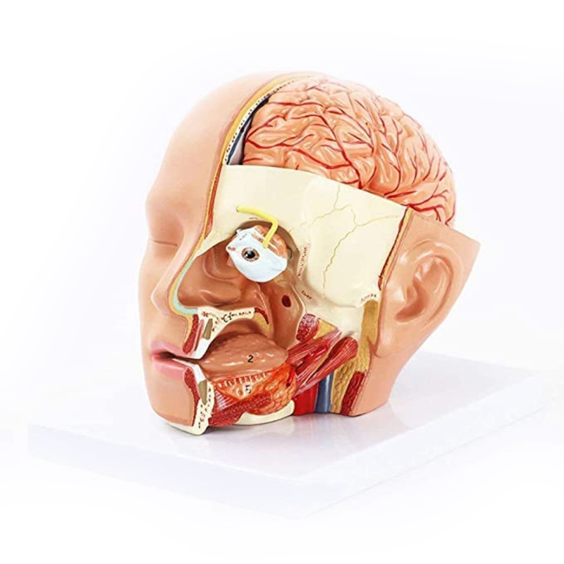 Human Head Dissection Model Display 4 Parts
