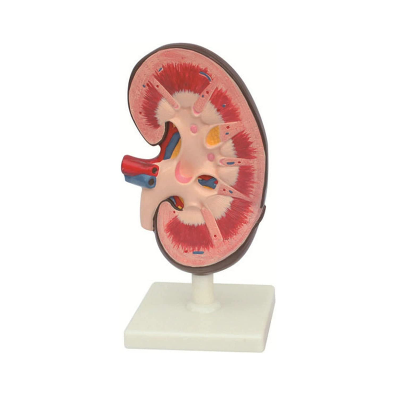 Human Kidney Model, 3x Life Size Consist of 2 Removable Sections