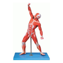 Muscles of Human Male Model