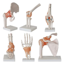 Pack of 6 Human Skeleton Anatomy