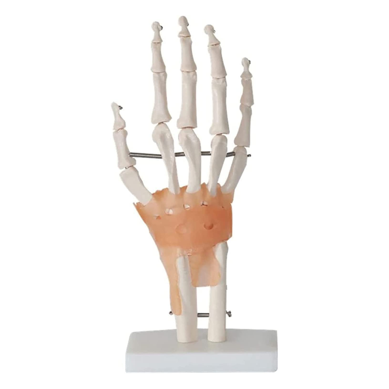 Pack of 6 Human Skeleton Anatomy