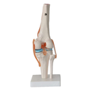 Pack of 6 Human Skeleton Anatomy