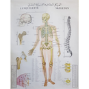 Human Skeleton Chart - 98.5x129cm
