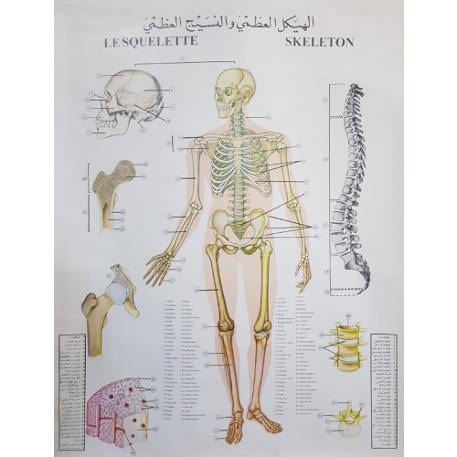 Human Skeleton Chart - 98.5x129cm