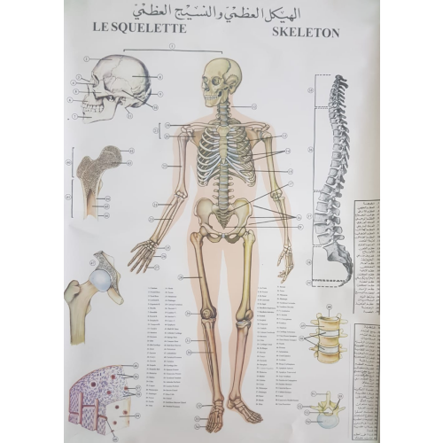 Skeleton Chart Example Human Skeleton Chart - 59x89cm