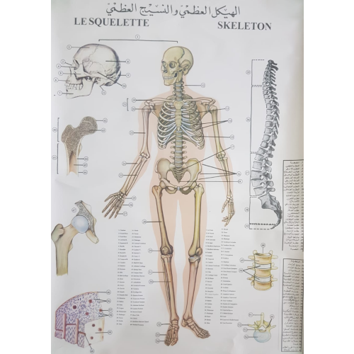 Human Skeleton Chart - 59x89cm