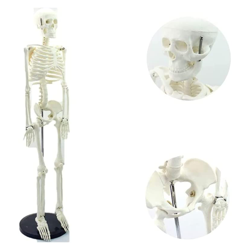 Human Skeleton Model, Mounted on a Rolling Stand